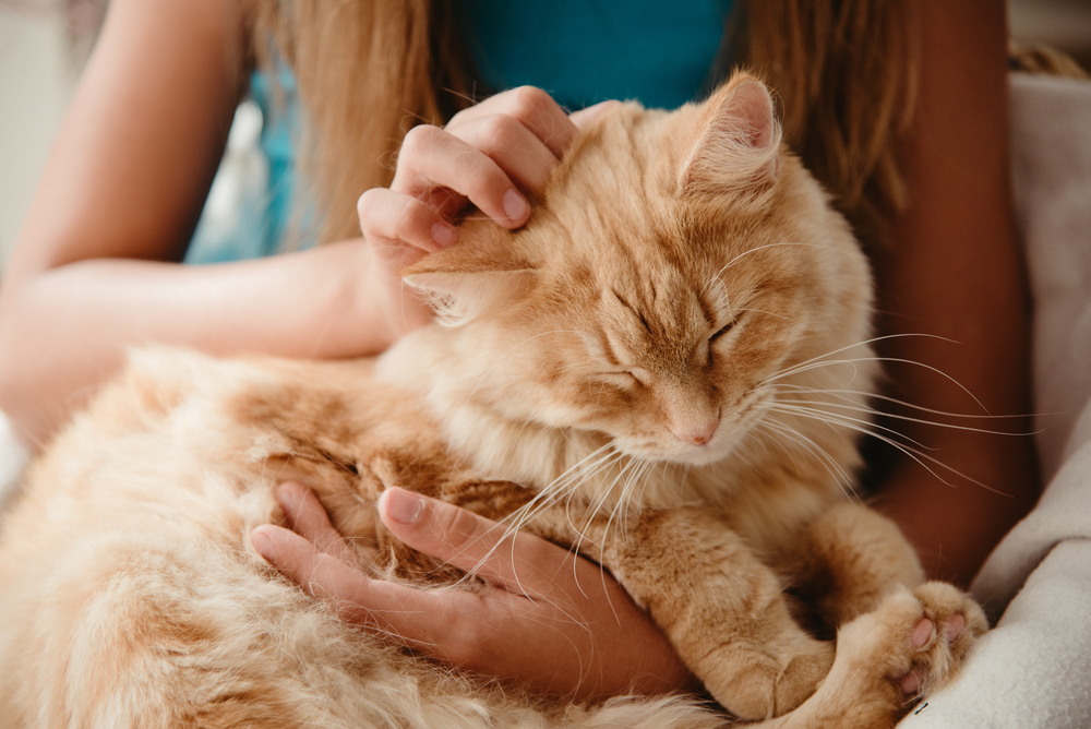 Choosing the Perfect Pet: A Comprehensive Guide to Finding Your Furry Friend