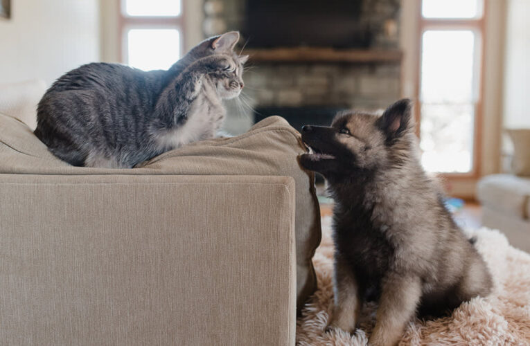 Fascinating Facts About Animal Intelligence: Discovering the Minds of Our Pets