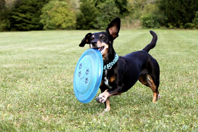 From Feathers to Frisbees: Choosing the Perfect Toys for Every Animal Companion