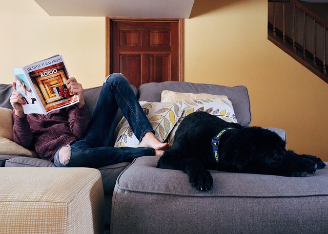 "Creature Comforts: Creating a Pet-Friendly Home for Your Beloved Animals"