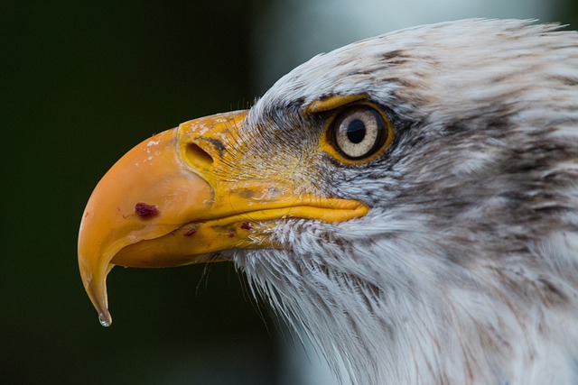 Eagle Eyes: The Remarkable Vision of Bald Eagles