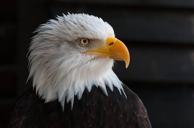 Wings of Freedom: The Art and Craft of Bald Eagle Conservation