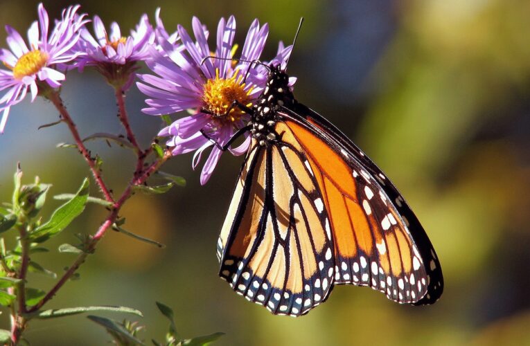 “The Monarch Butterfly: A Symbol of Beauty and Transformation in the USA”