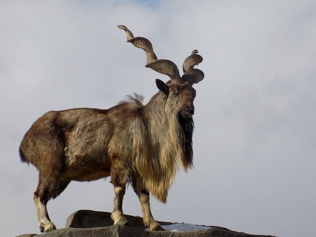 Why is Markhor Pakistan’s National Animal?