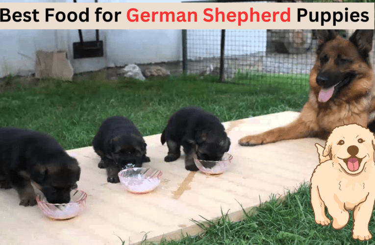 The Best Food for German Shepherd Puppies