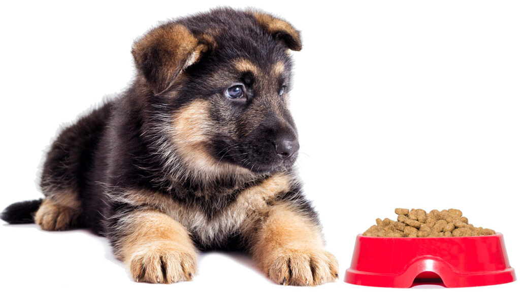 Best Food for German Shepherd Puppies