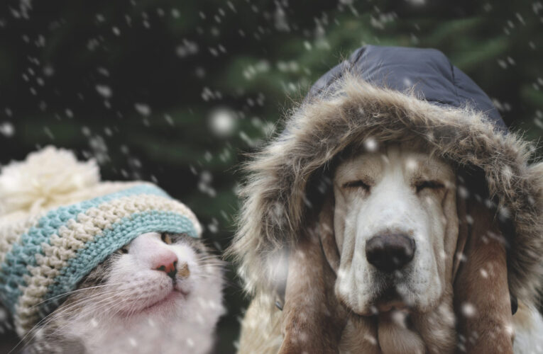 Tips for Keeping Dogs Warm in Winter: A Comprehensive Guide