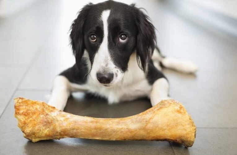 The Best Raw Meaty Bones for Dogs: Dental Health and Safety