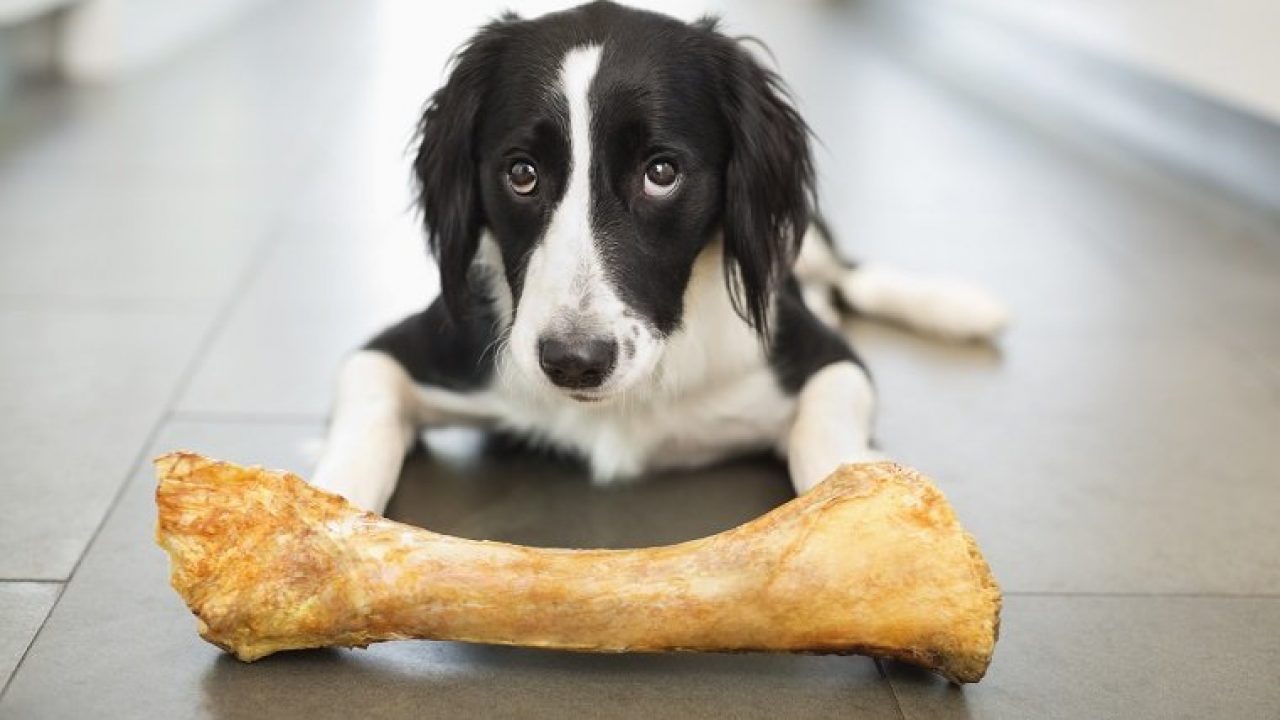 Best Raw Meaty Bones for Dogs