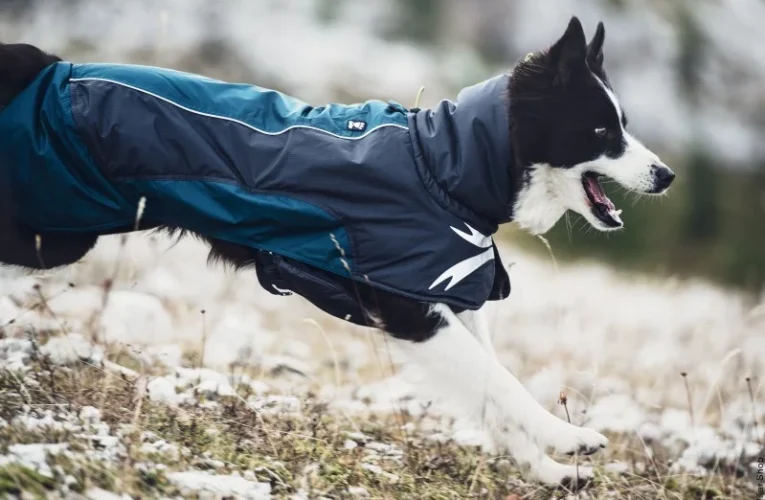 Best Dog Coats for Winter Weather: A Warm Embrace for Your Furry Friend