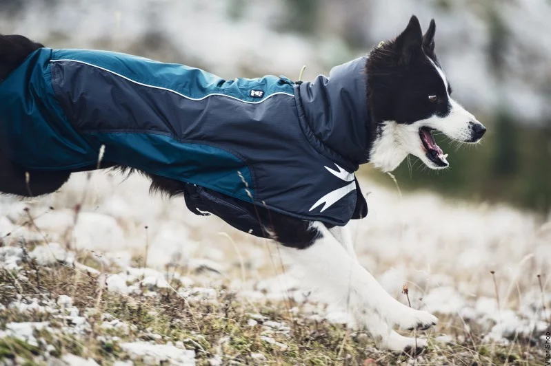Best Dog Coats for Winter Weather