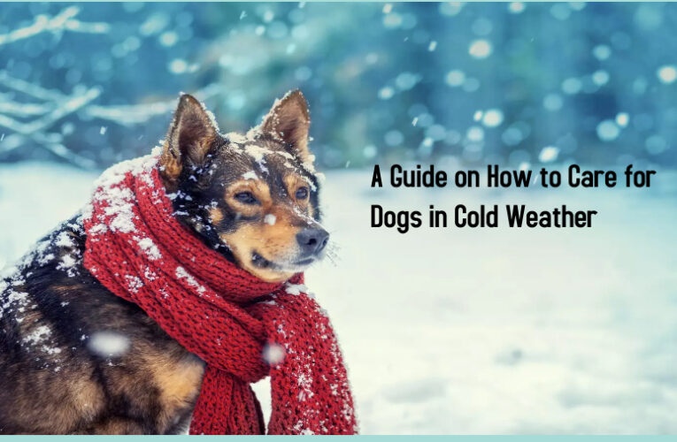 A Guide on How to Care for Dogs in Cold Weather