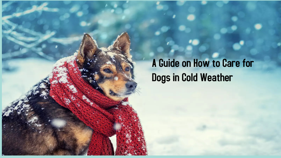 How to Care for Dogs in Cold Weather