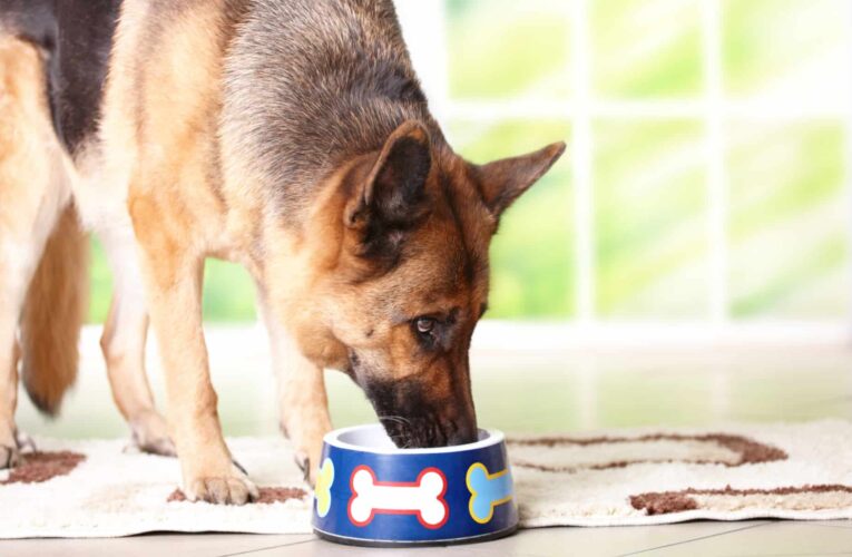 Homemade Food for Small Dogs