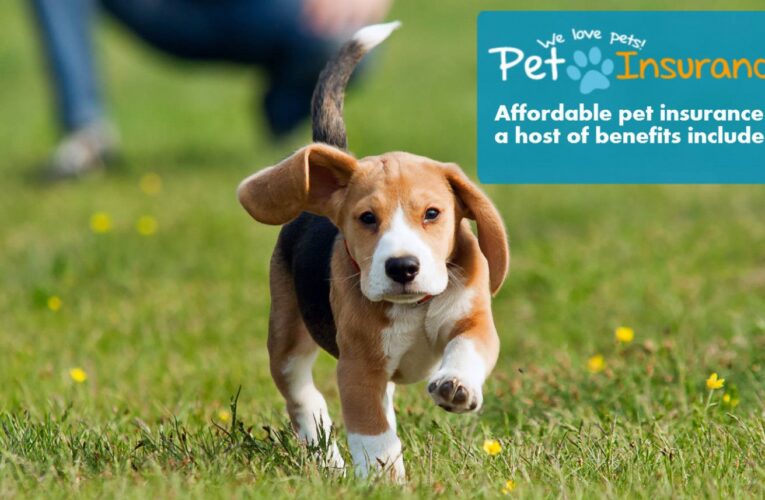 Guarding Your Furry Friend on a Budget: The 5 Best Cheap Pet Insurance Plans for Dogs
