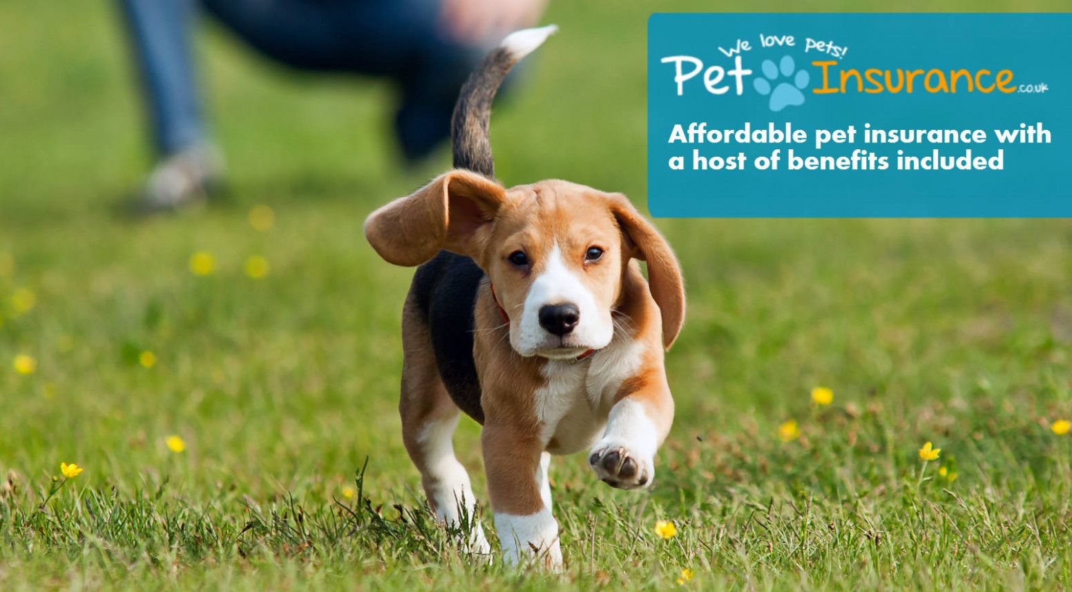 Best Cheap Pet Insurance Plans for Dogs