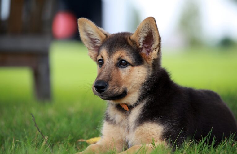  A Tailored Guide to How Much Should Your German Shepherd Eat