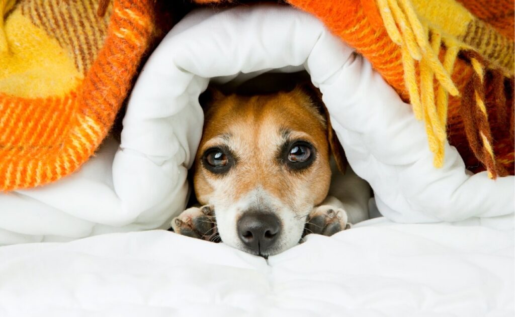 Tips for Keeping Dogs Warm in Winter