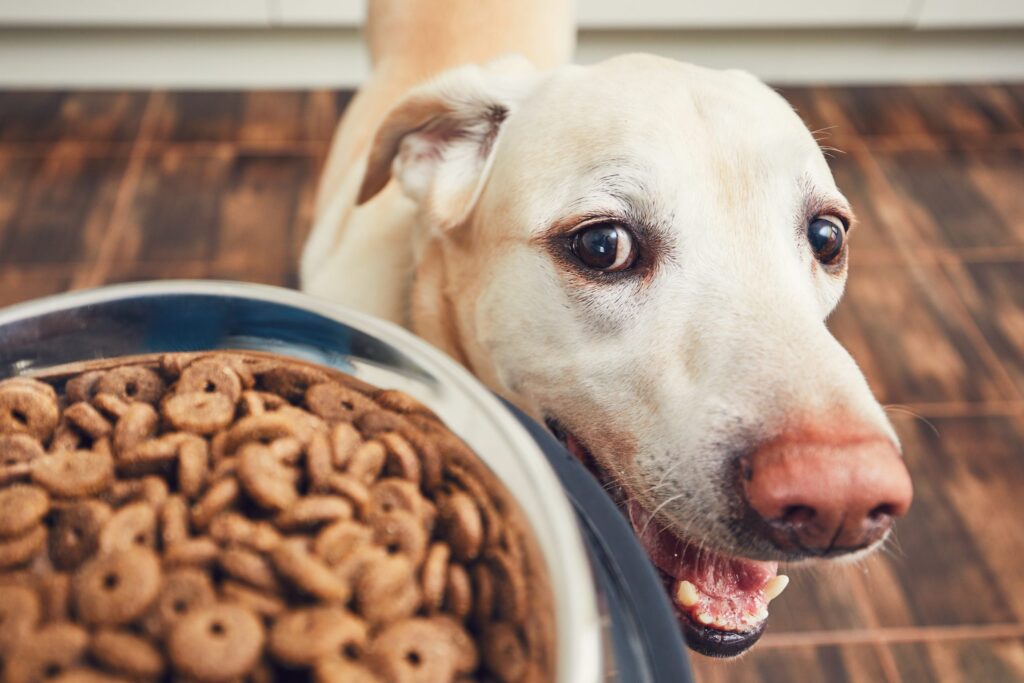 Cold Weather Nutrition Tips for Dogs