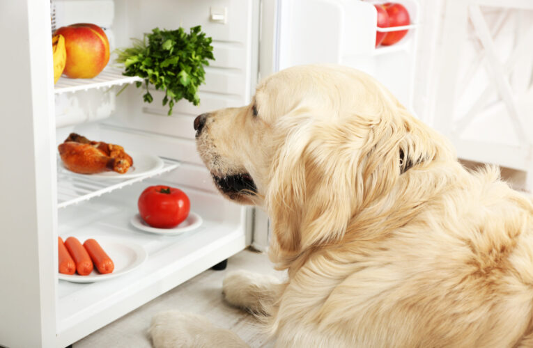 Unveiling the Canine Culinary Code: Cold Weather Nutrition Tips for Dogs