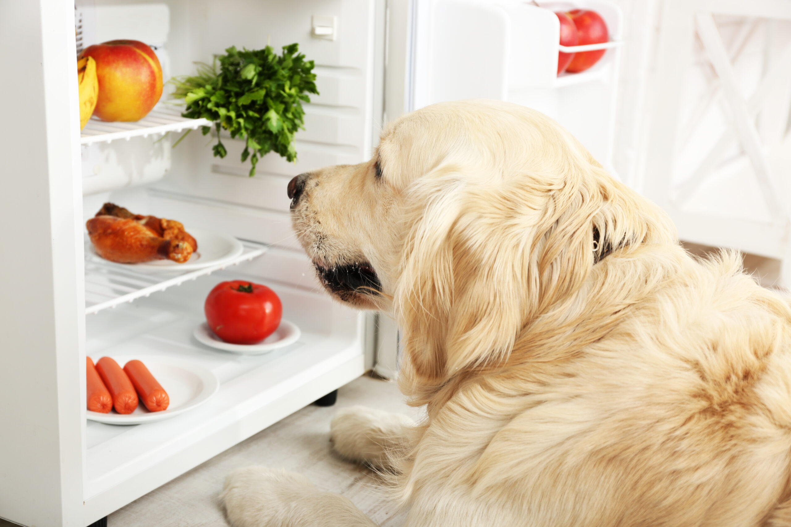 Cold Weather Nutrition Tips for Dogs
